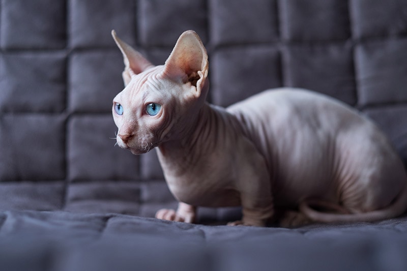 Bambino cat sitting on the sofa