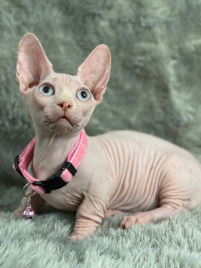 bambino cat with pink collar