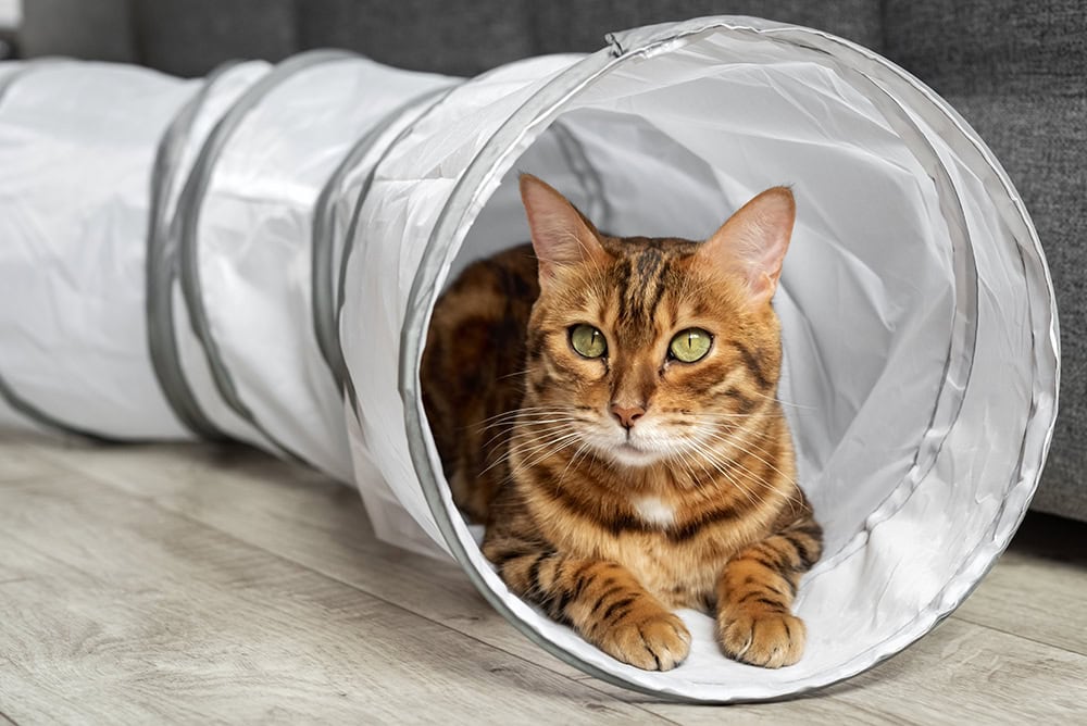 Bengal cat inside cat tunnel toy