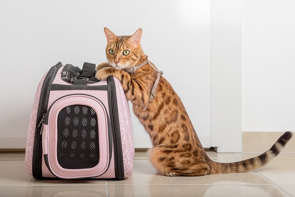 Bengal cat standing next to the carrier