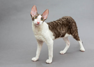 16 Skinny Cat Breeds (With Info & Pictures) | Hepper Pet Resources