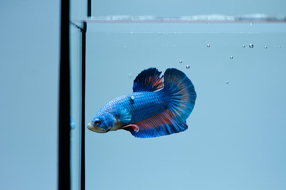 blue betta fish