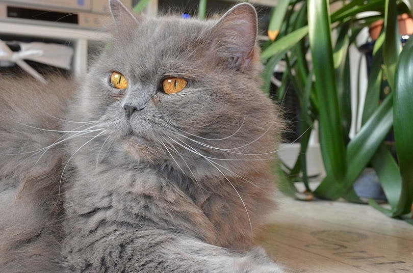 british longhair cat lying on wooden floor