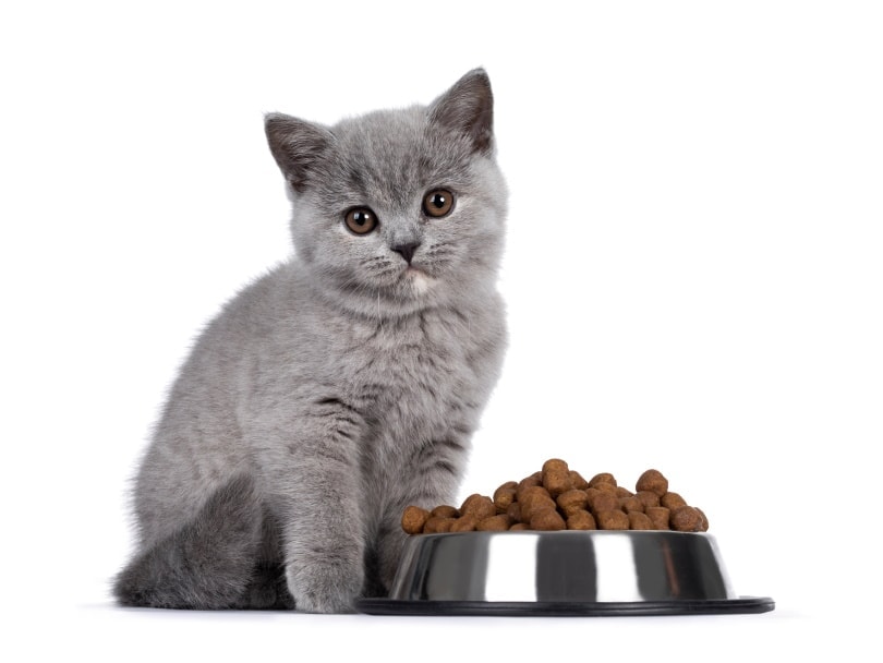 British shorthair kitten eating