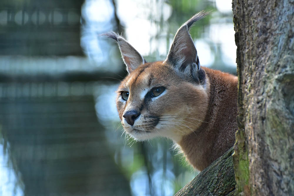 caracal cat in the tree
