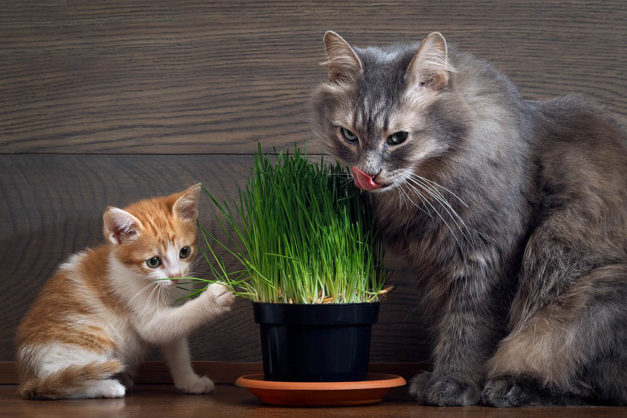 Photo inspiration: Is Cordyline Hawaiian Ti Toxic To Cats Vet Approved Facts Photo Inspiration