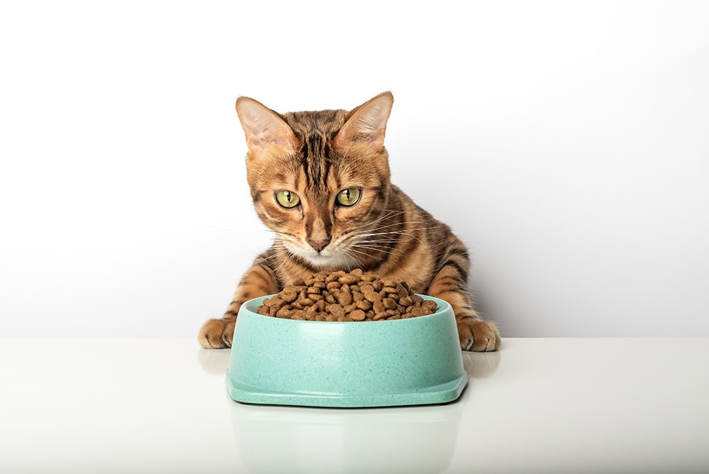 cat behind a bowl filled with kibbles