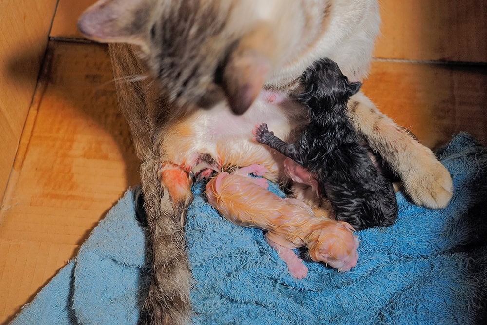 cat feeding her kittens after giving birth