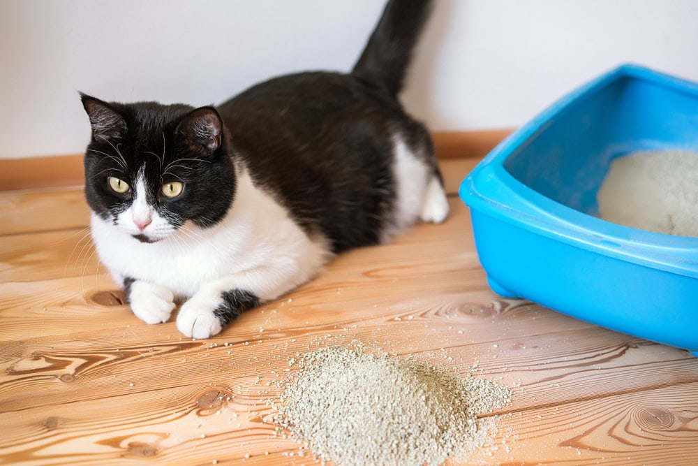 cat lying beside litter box
