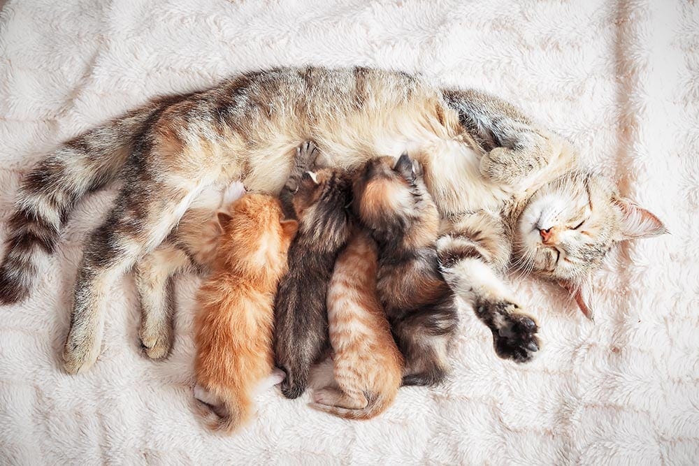 cat nursing its kittens