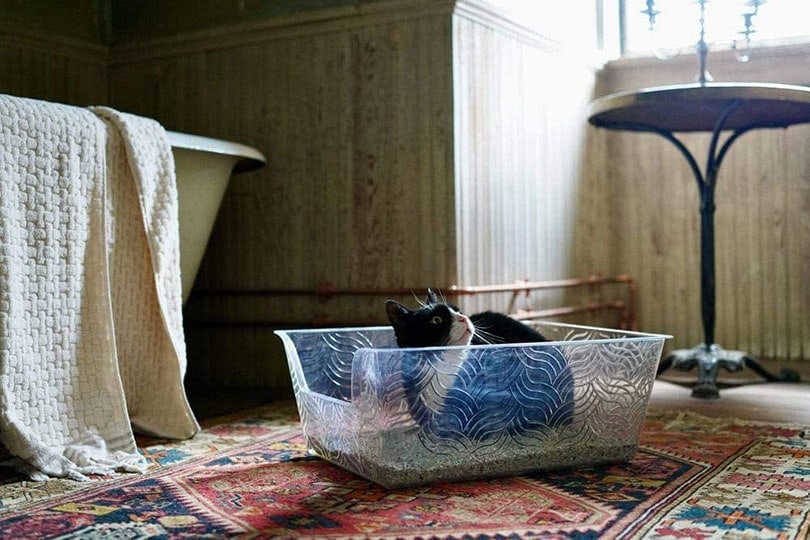 cat sitting in a plastic cat litter box