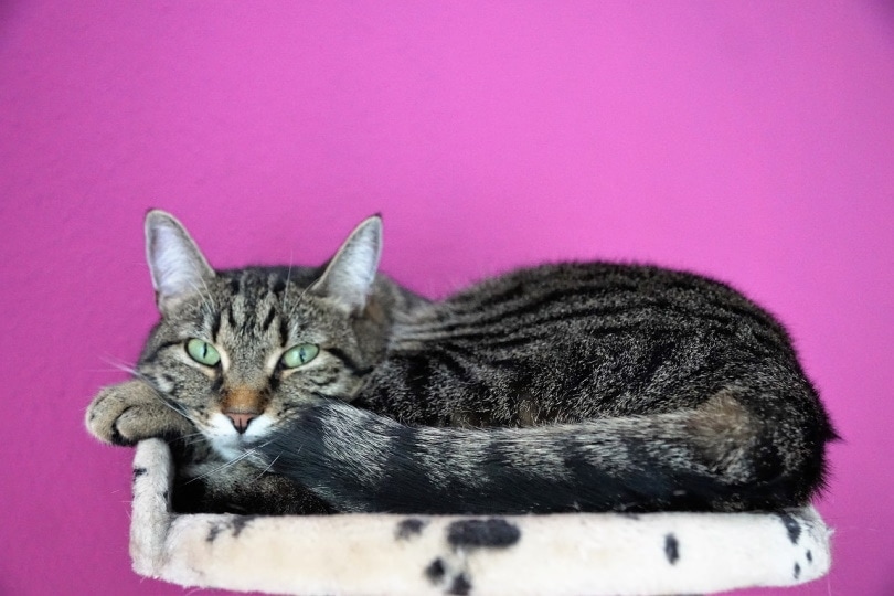 cat sitting on a shelf