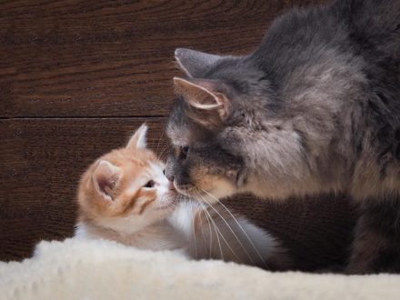 6 Vet-Approved Reasons Why Your Cat Had Only One Kitten: Feline Labor