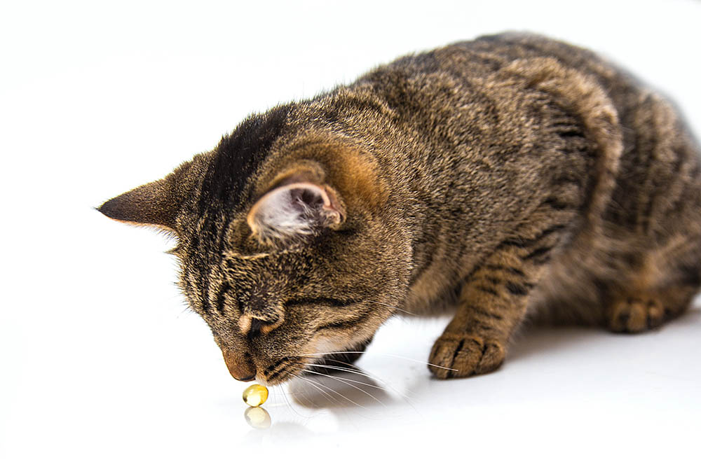 cat sniffing fish oil