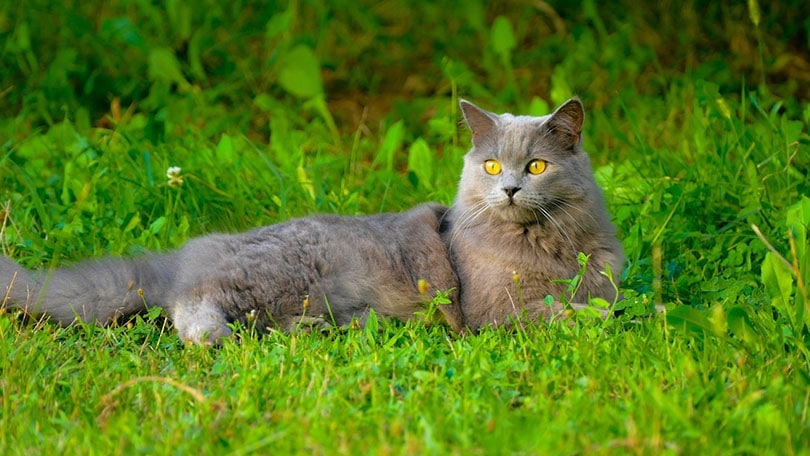 chartreux cat lying on grass