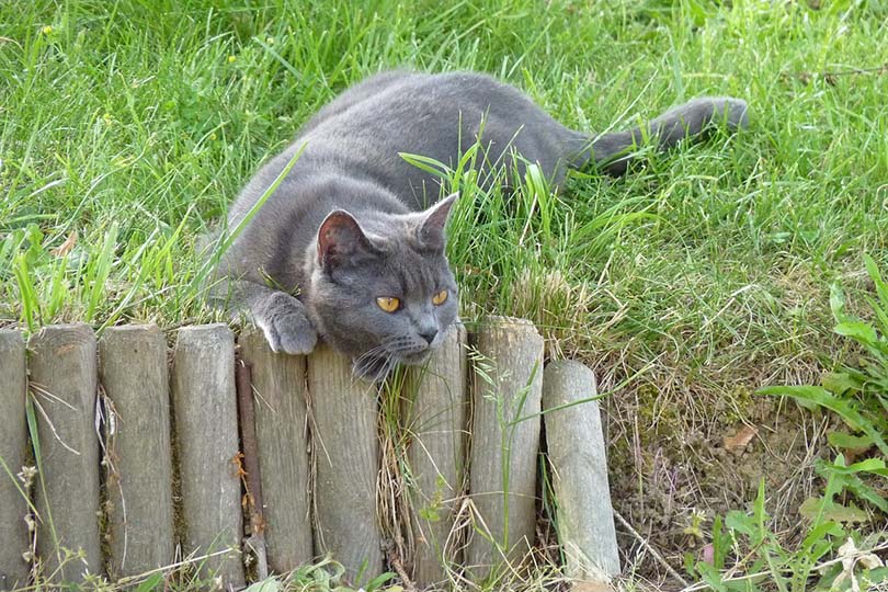 chartreux cat playing outdoor