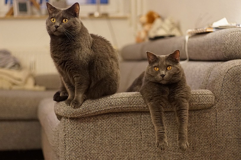 chartreux cats lounging on the sofa
