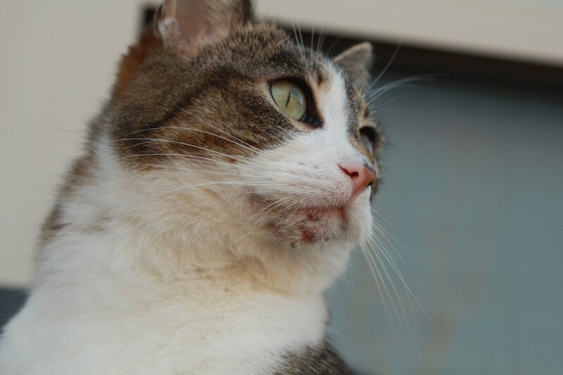 chin of a house cat with acne