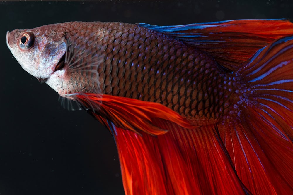 close up betta fish with fading color