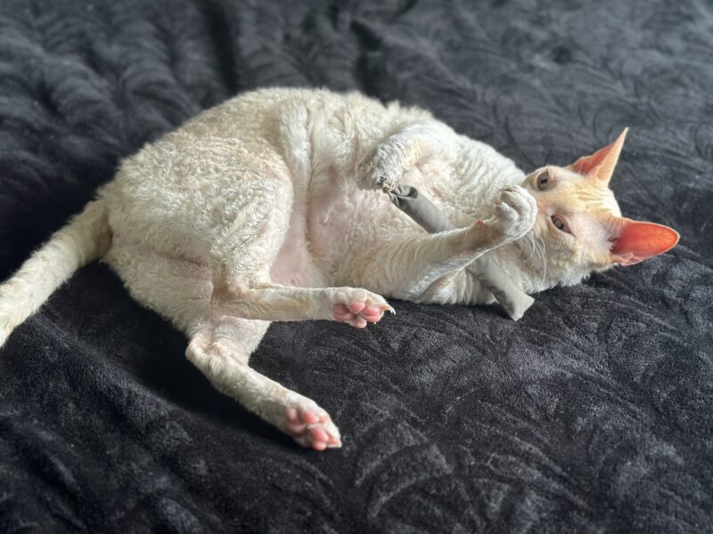 curly haired cat playing with hepper stick toy