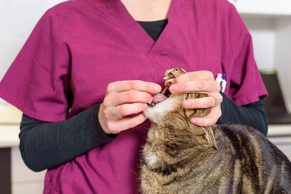 forcing cat to take a pill