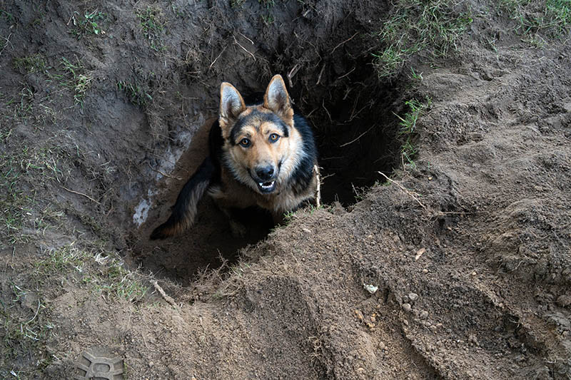German shepherd dog inside the digged hole