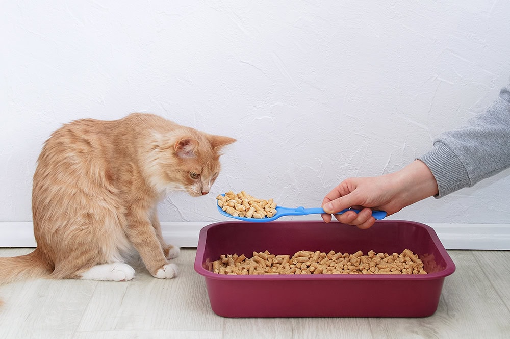 Ginger cat smelling wood litter