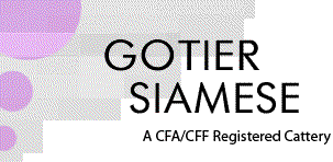 gotier siamese