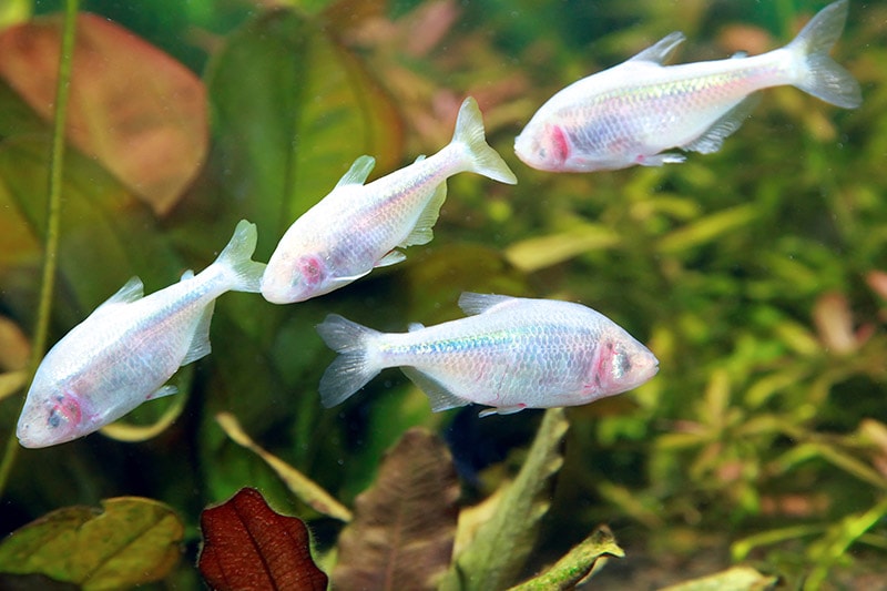 group of Blind Cave Fish or Mexican Tetras