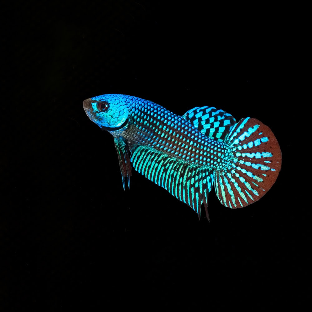 hybrid betta fish