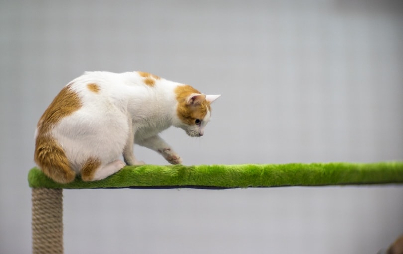 japanese bobtail perching on cat tree