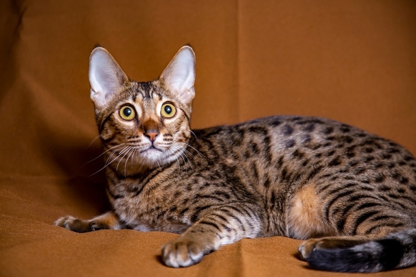 kitten breed Savannah