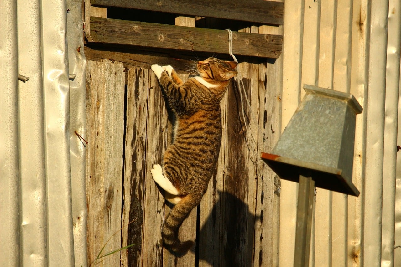 mackerel tabby cat climbing