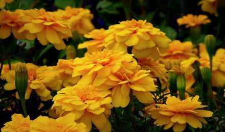 Are Marigolds Poisonous to Cats? Vet-Reviewed Info to Keep Your Cat