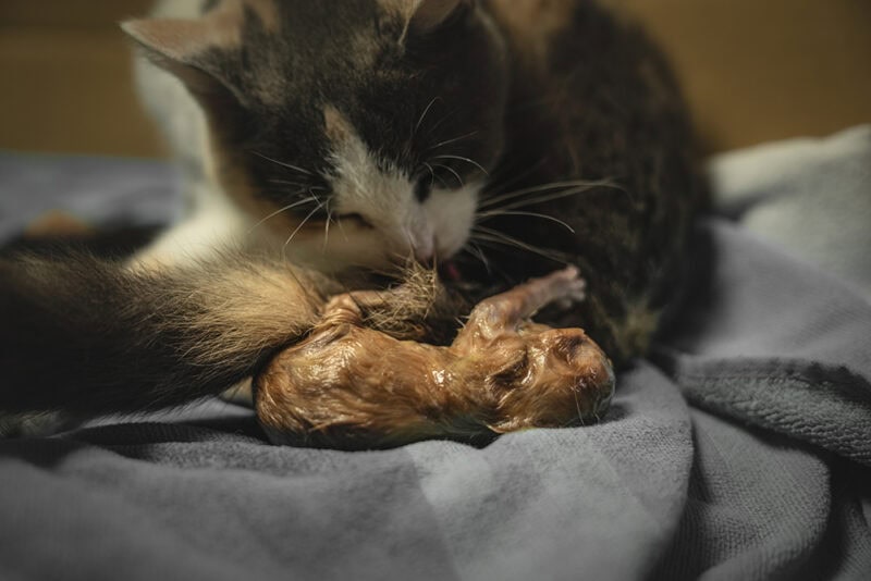 mother cat gave birth to her kitten