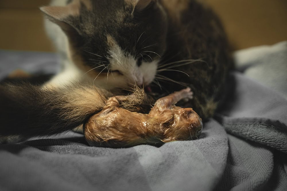 mother cat gave birth to her kitten