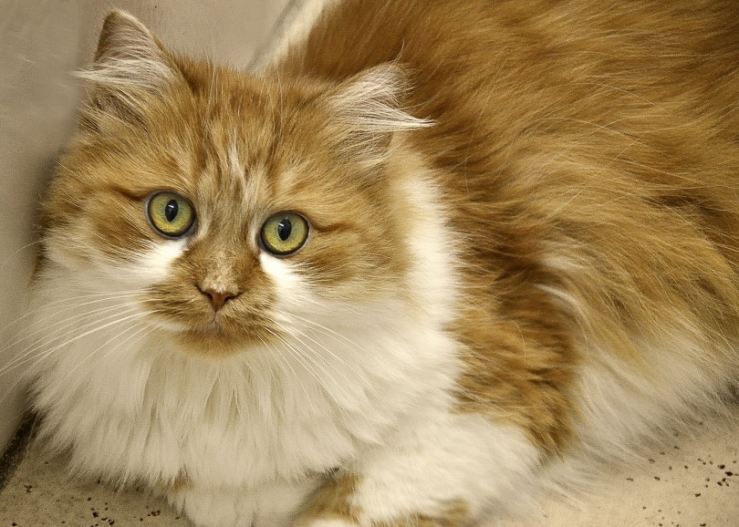 orange and white domestic longhair cat
