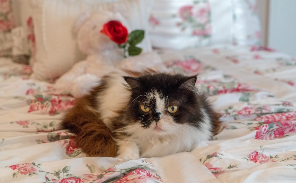 persian senior cat