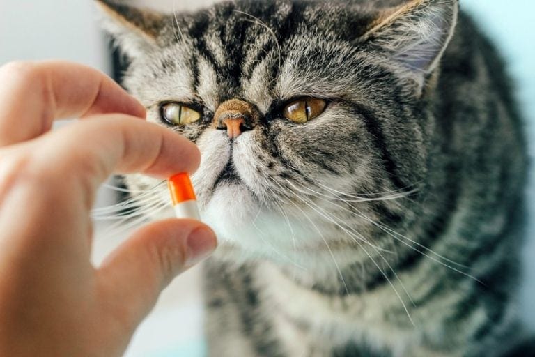How to Stop Your Cat From Over-Grooming: 11 Vet-Approved Methods