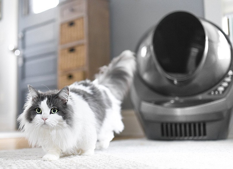 ragdoll cat going out of her litter box