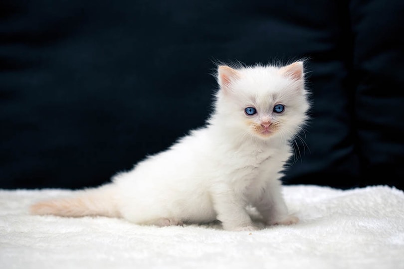 ragdoll kitten sitting on a soft blanket