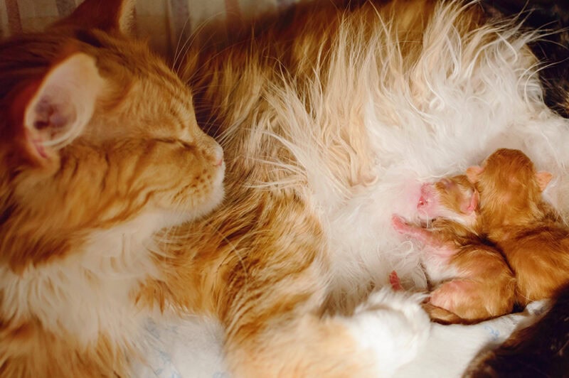 red cat feeding her newborn kittens
