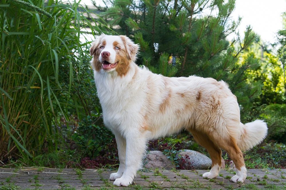 red merle Australian Shepherd dog
