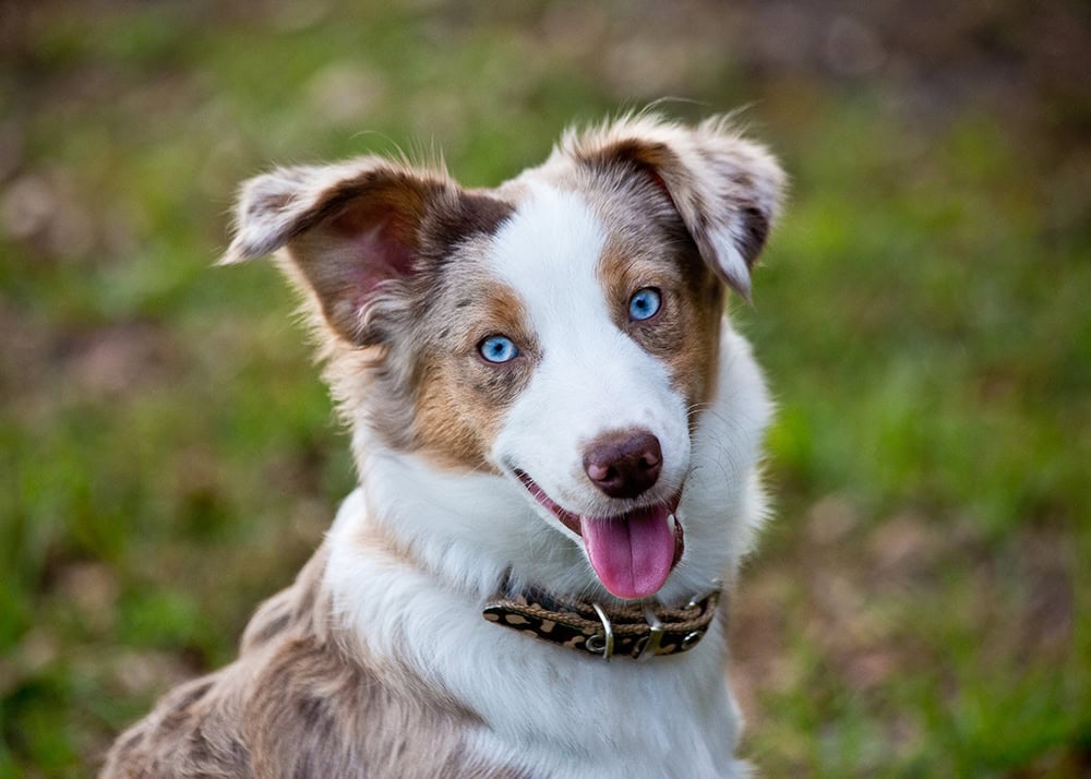 red merle australian shepherd puppy