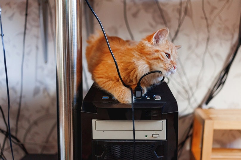 red tabby kitten sitting on computer system unit playing with electrical cord
