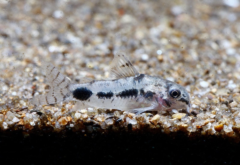 Salt and Pepper Corydora at the bottom of the tank