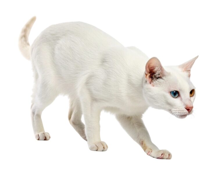 Khao Manee pure white shorthair cat 