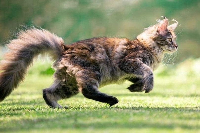 side view of a young playful maine coon cat