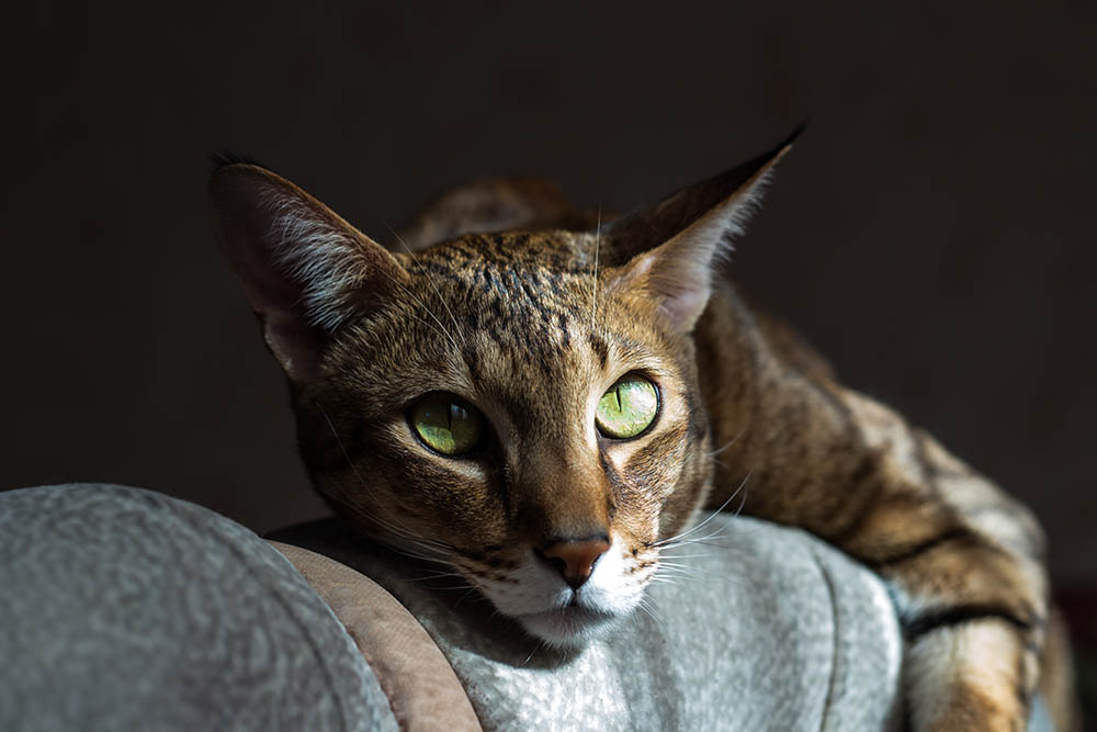 sleepy Chausie cat