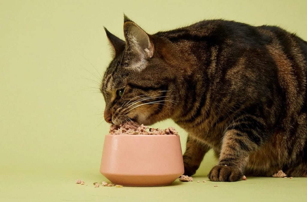 smalls cat enjoying freeze dried raw food